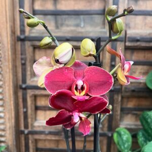 Phalaenopsis Ola, blommor