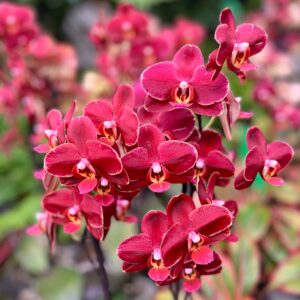 Phalaenopsis Ola, i blom
