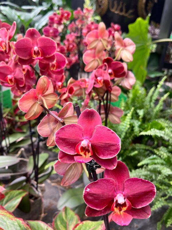 Phalaenopsis Ola, i blom, flera plantor