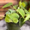 Philodendron hederaceum var. hederaceum, blad
