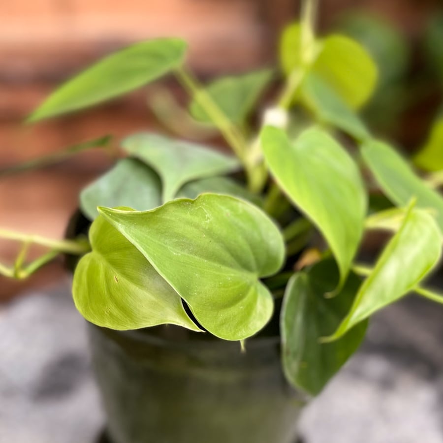 Philodendron hederaceum var. hederaceum, blad
