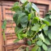 Philodendron hederaceum var. hederaceum, större vuxen planta