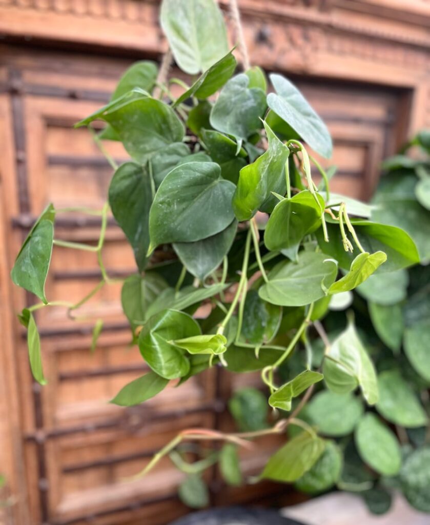 Philodendron hederaceum var. hederaceum, större vuxen planta