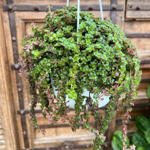 Pilea depressa 'Tiny Tears', blad