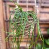 Rhipsalis Heidelberg, stammar