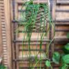Rhipsalis Heidelberg, vuxen planta