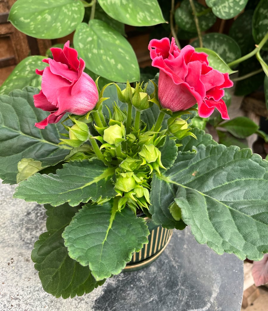 Sinningia speciosa, dubbel röd, blommande planta