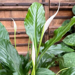 Spathiphyllum wallisii 'Sweet Chico', blommor