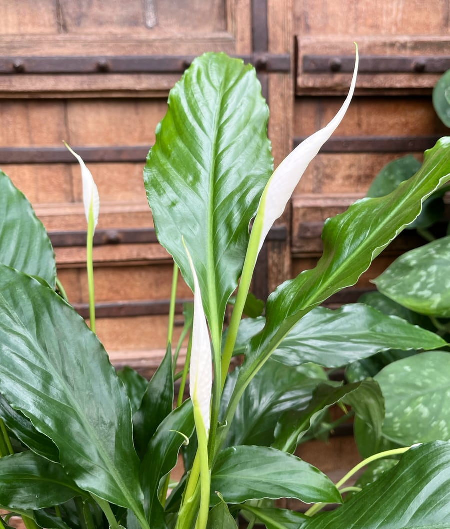 Spathiphyllum wallisii 'Sweet Chico', blommor