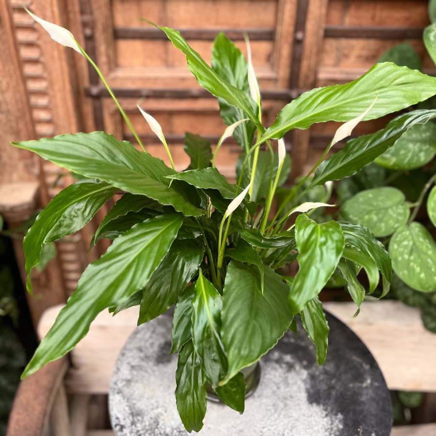 Spathiphyllum wallisii 'Sweet Chico', planta