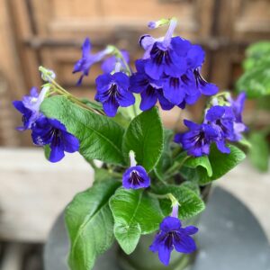 Streptocarpus hybrid, blå, blommor