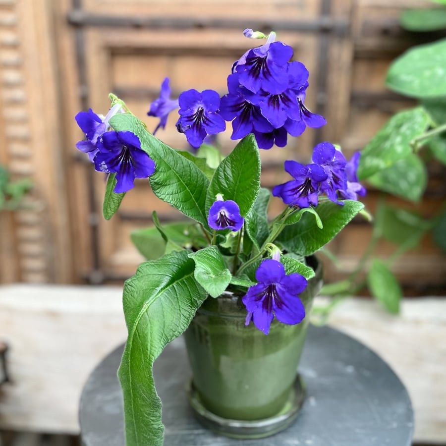 Streptocarpus hybrid, blå, i blom