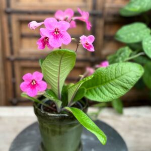 Streptocarpus – Kornettblomma, Saintpaulia, m. fl.