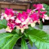 Streptocarpus-hybrid, vinröd och gul