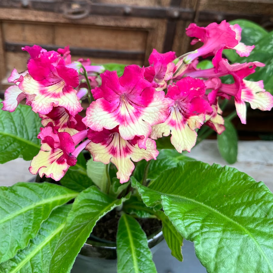 Streptocarpus-hybrid, vinrod gul, blommor