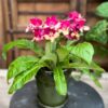 Streptocarpus hybrid, vinröd gul, i blom