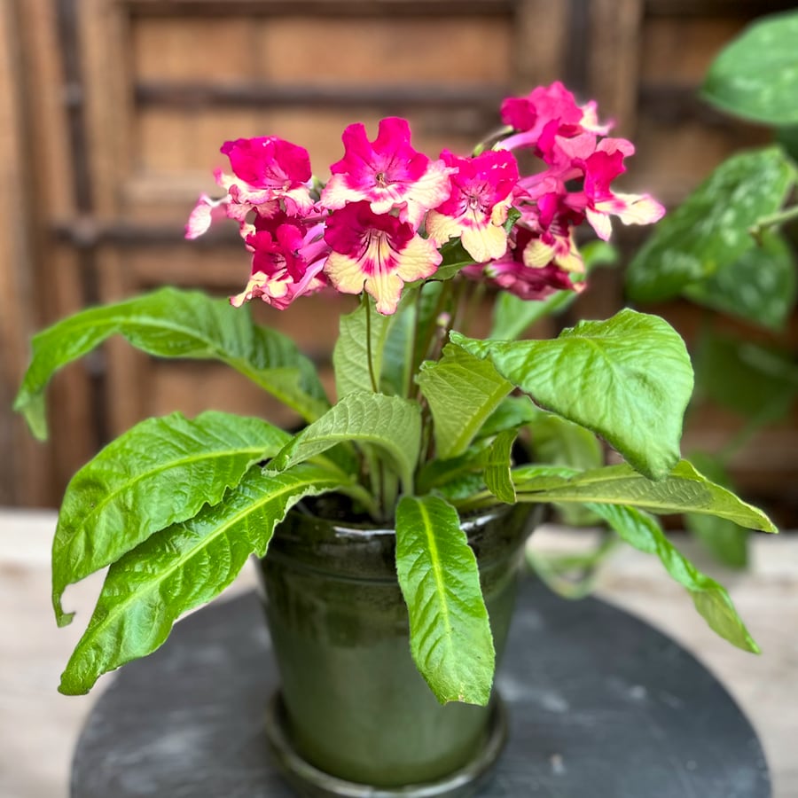 Streptocarpus hybrid, vinröd gul, i blom