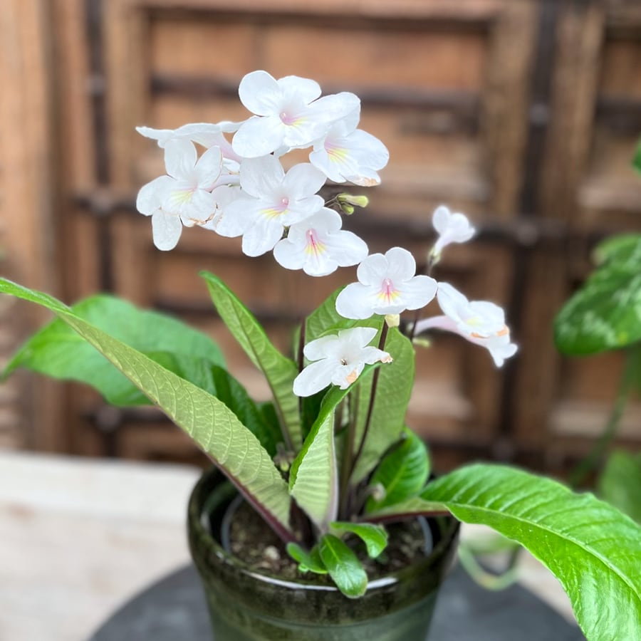 Streptocarpus-hybrid, vit - Bild 2