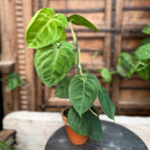 Syngonium macrophyllum 'Frosted Heart', planta