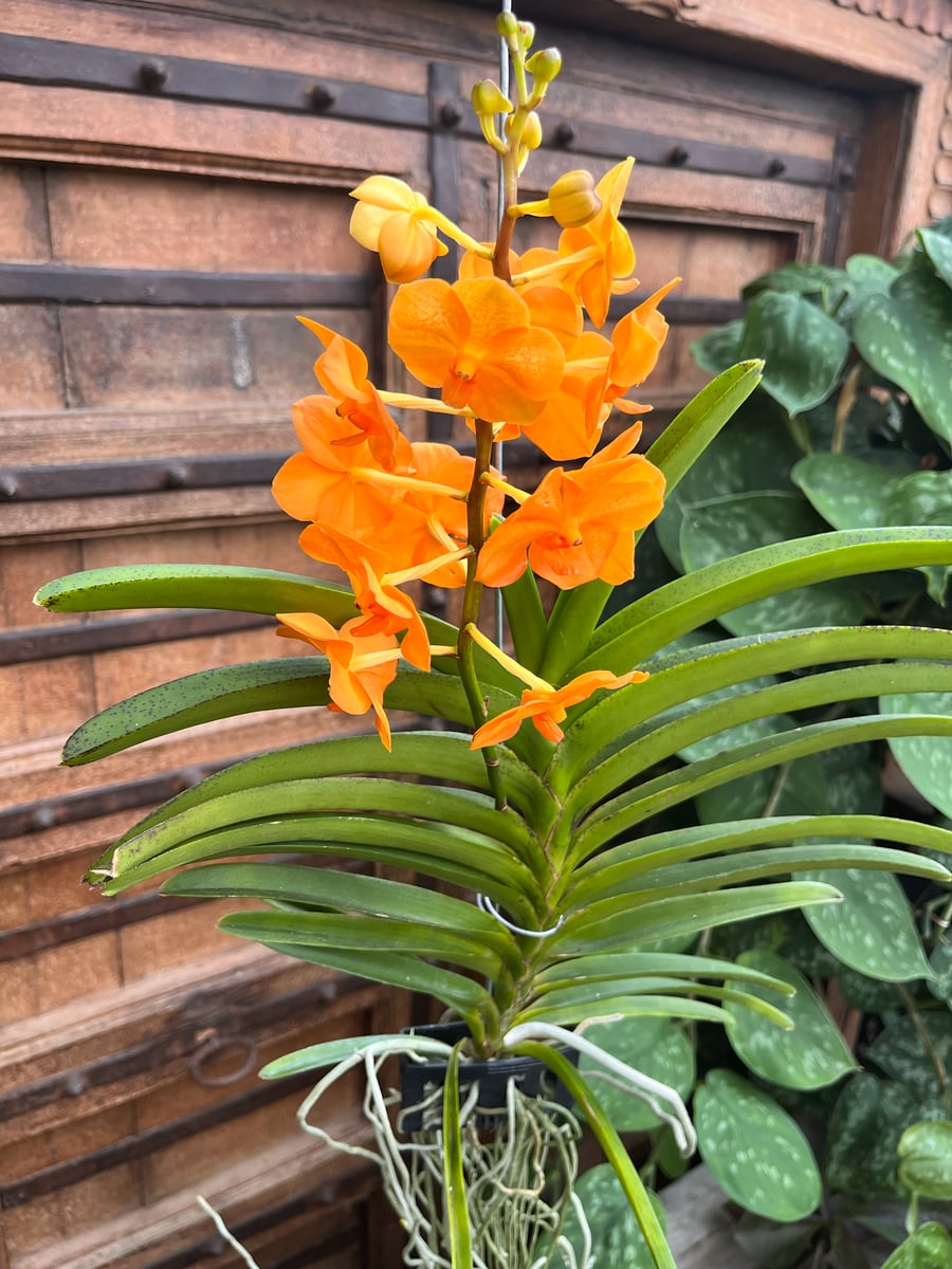 Vanda-hybrid, orange, blommande planta