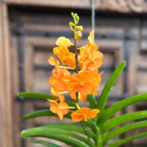 Vanda-hybrid, orange, blommor