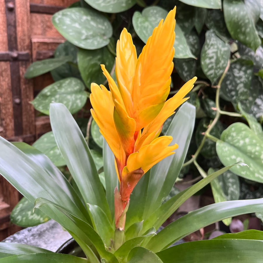 Vriesea Intenso Yellow, blomma