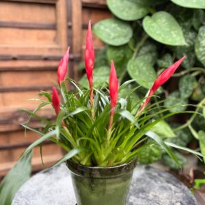 Vriesea Multiflower Astrid, blommande planta