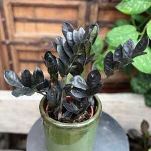 Zamioculcas zamiifolia 'Raven', blad