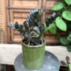 Zamioculcas zamiifolia 'Raven', vuxen planta