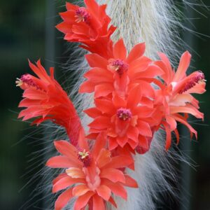 Cleistocactus colademononis, blommor