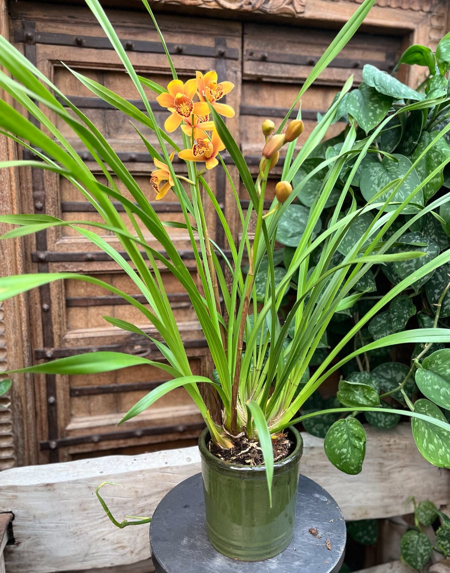 Cymbidium-hybrid, cognac, blommande planta