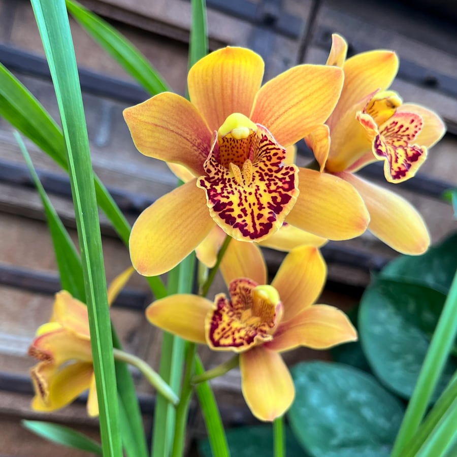Cymbidium-hybrid, cognac, blommor