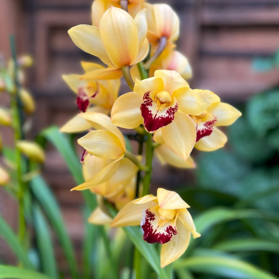 Cymbidium-hybrid, gul, blommor