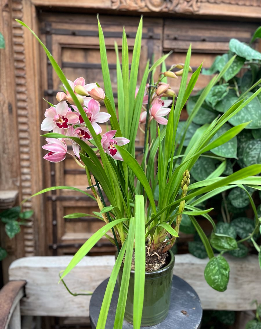 Cymbidium-hybrid, ljusrosa, 2 stänglar