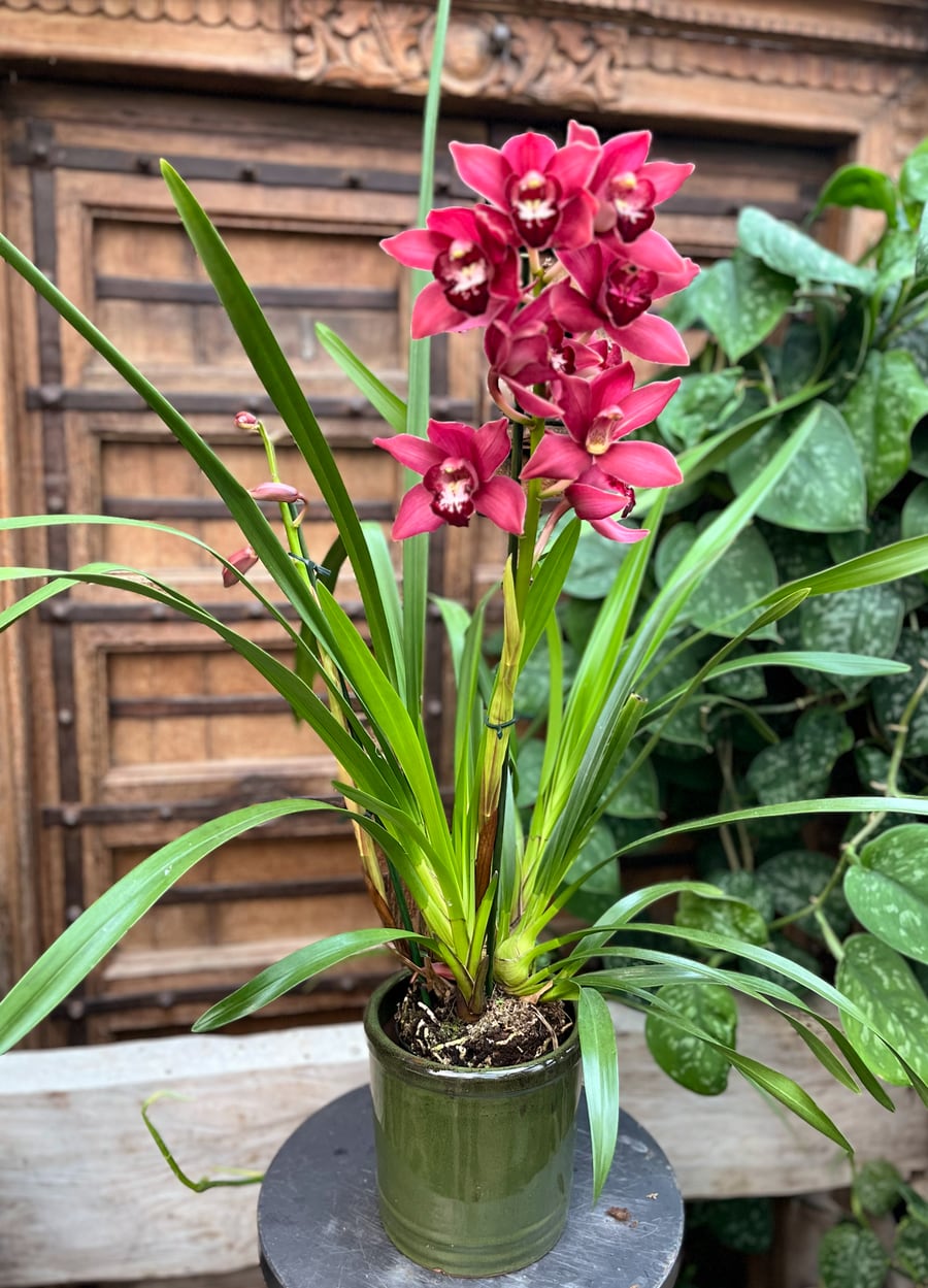 Cymbidium-hybrid, röd, blommande planta