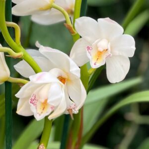 Cymbidium-hybrid, vit, närbild blommor