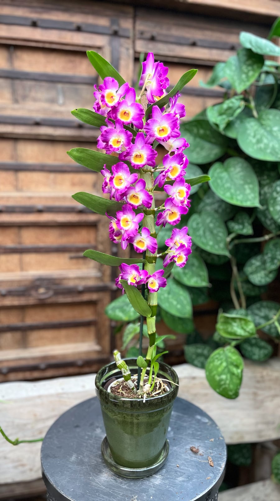 Dendrobium nobile 'Akatsuki', blommande planta
