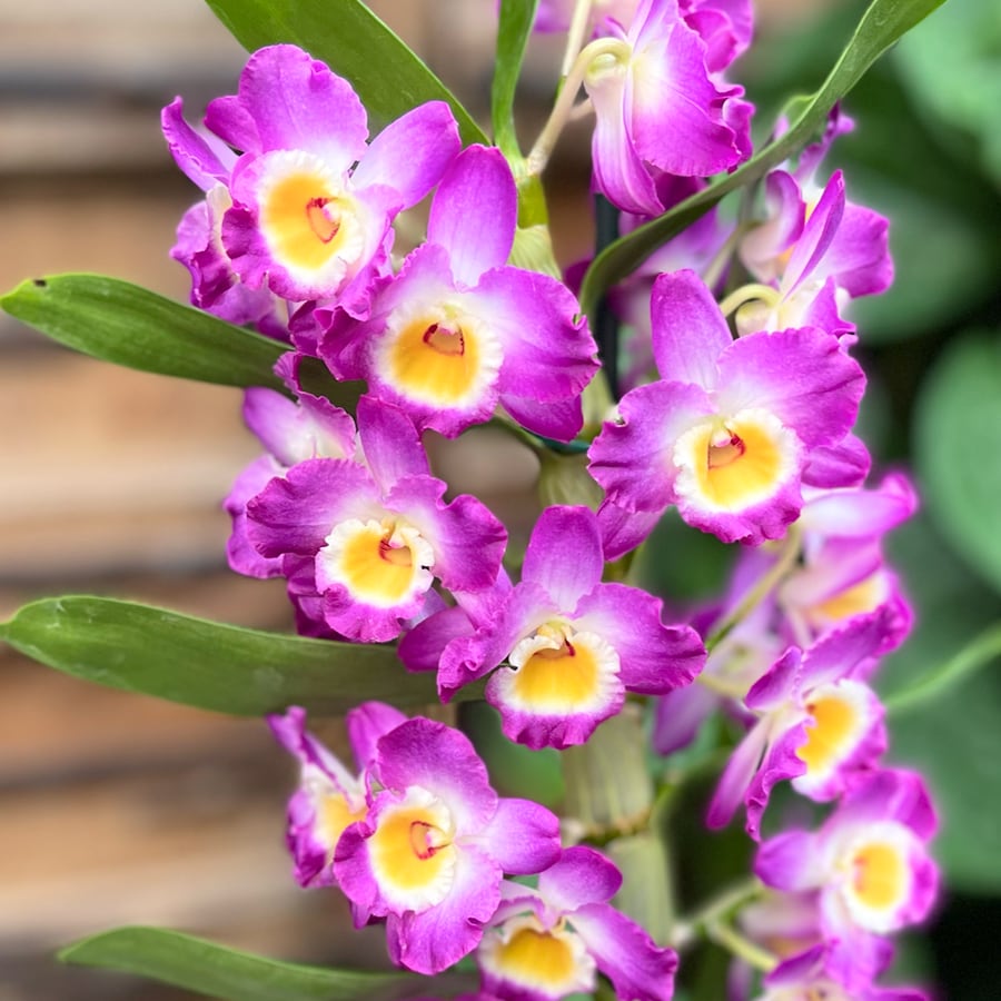 Dendrobium nobile 'Akatsuki', blommor
