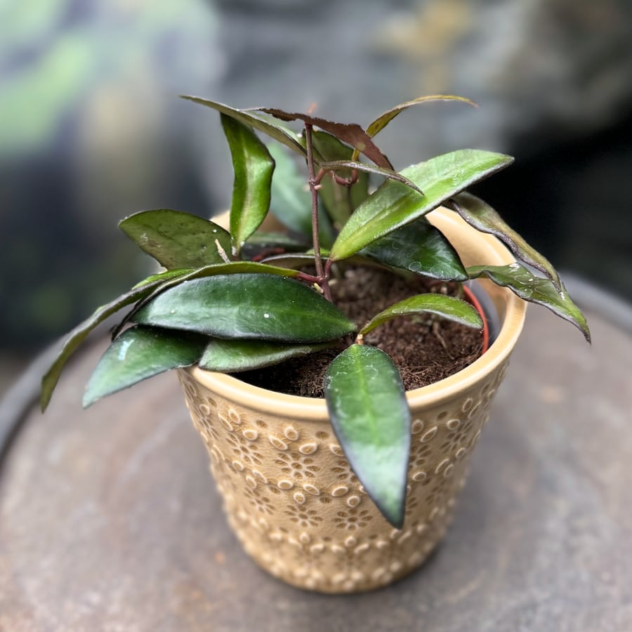 Hoya Rosita, ung planta