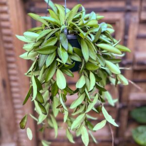 Hoya Rosita, vuxen planta