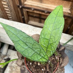 Hoya caudata 'Sumatra', blad