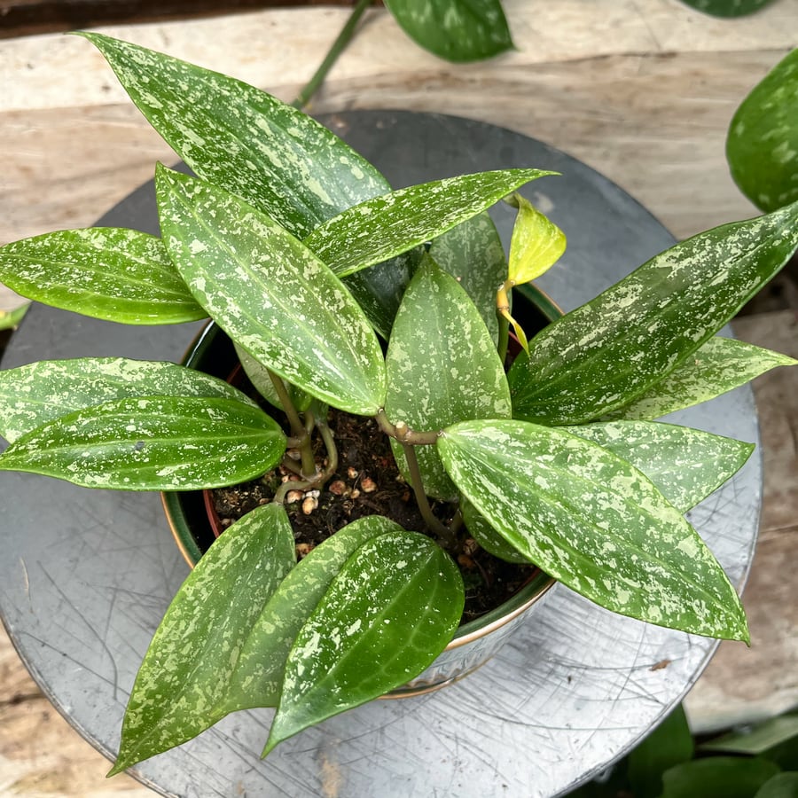 Hoya latifolia 'Rangsan', blad