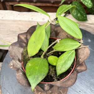 Hoya nicholsoniae, blad