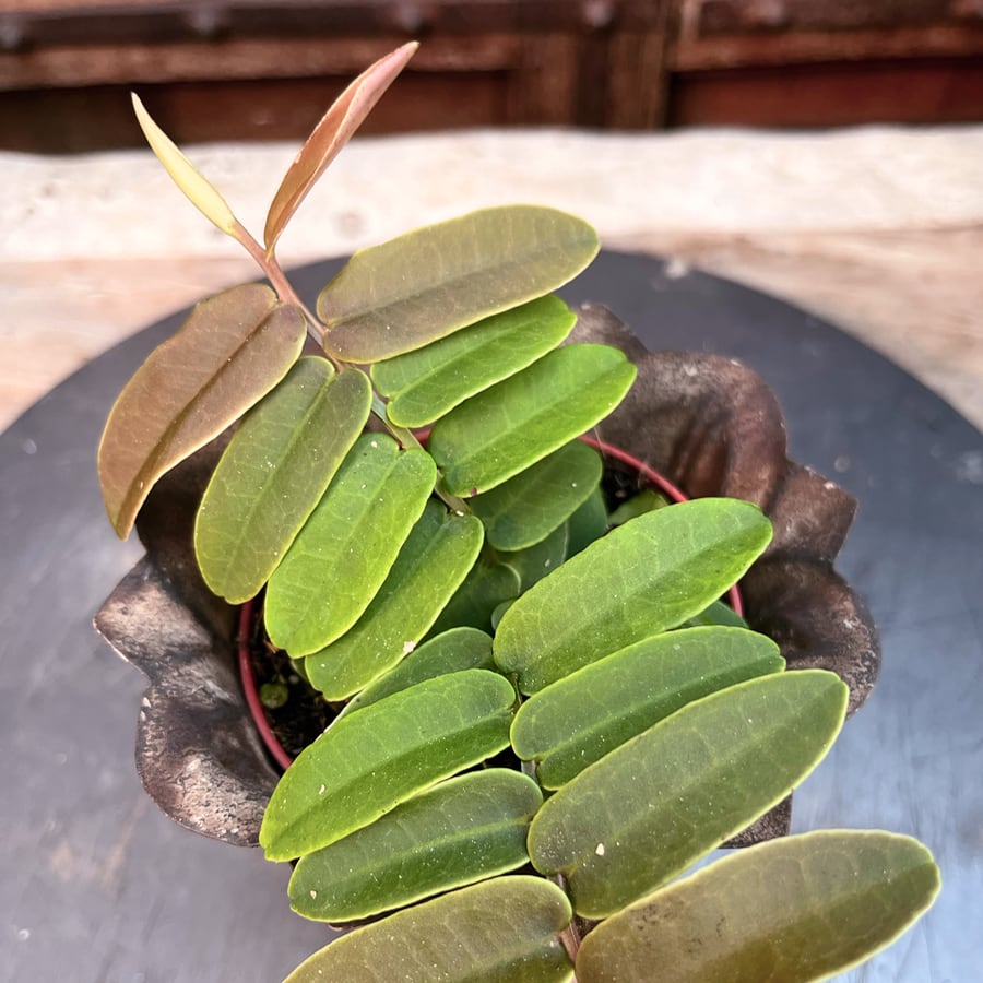 Marcgravia sintenisii, blad