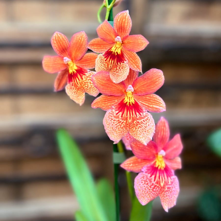 Oncidopsis Nelly Isler 'Orange', blommor