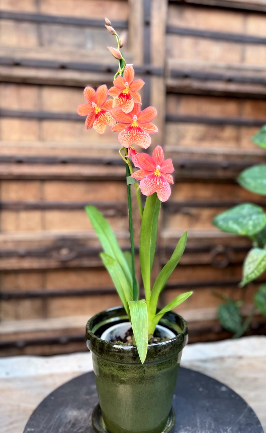 Oncidopsis Nelly Isler 'Orange', i blom