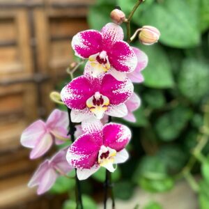 Phalaenopsis Anthura Barcelona, blommor