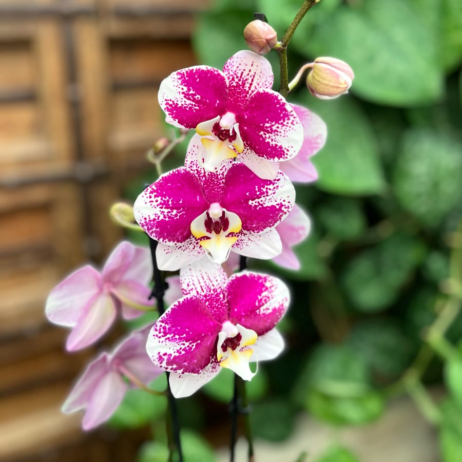 Phalaenopsis Anthura Barcelona, blommor