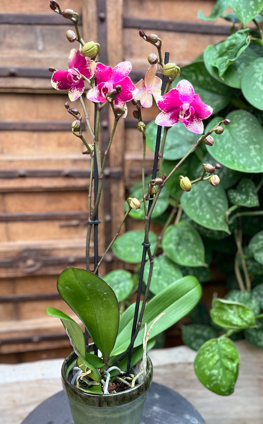Phalaenopsis Anthura Rombley, 2 stänglar