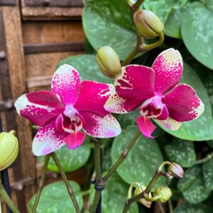 Phalaenopsis Anthura Rombley, blommor